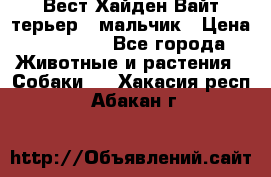 Вест Хайден Вайт терьер - мальчик › Цена ­ 35 000 - Все города Животные и растения » Собаки   . Хакасия респ.,Абакан г.